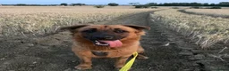 Mixed Breed dogs for sale: Bull Mastiff cross German Shepard Boy - Advert 1