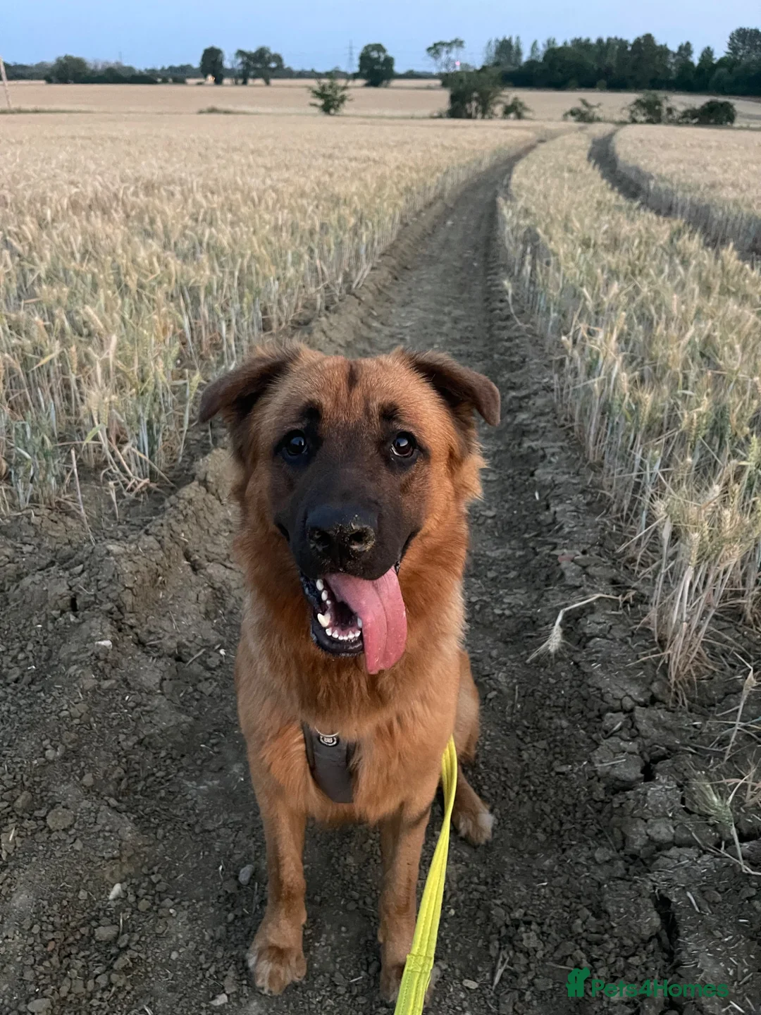 Mixed Breed dogs for sale: Bull Mastiff cross German Shepard Boy - Advert 1