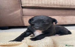 Jackapoo dogs for sale: 4 Stunning Jackapoo Pups - Image 4