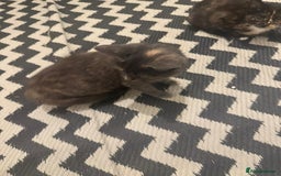 Mixed Breed cats for sale: Gorgeous lovely kittens looking for forever home  - Image 6