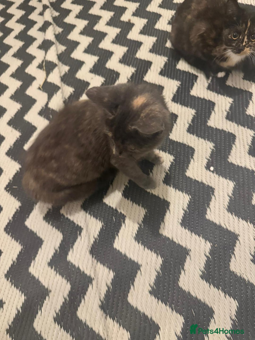 Mixed Breed cats for sale: Gorgeous lovely kittens looking for forever home  - Image 6
