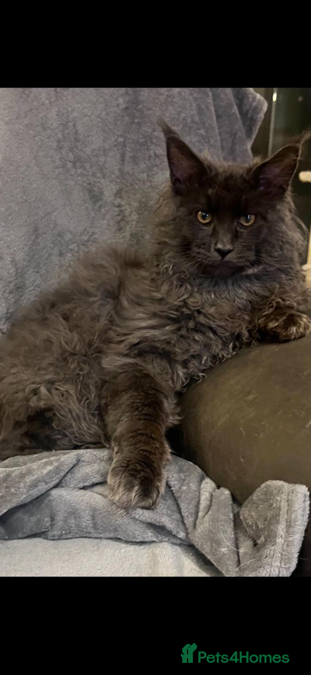 Maine Coon cats for sale: Beautiful Mainecoons blue smoke and black smoke  - Advert 5