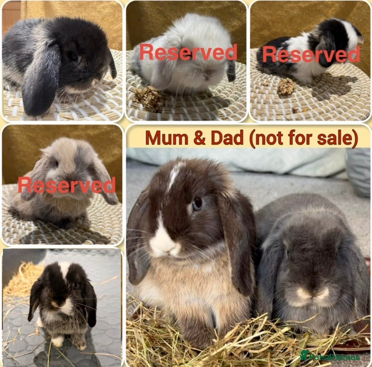 Mini Lop rabbits Update: 2 Left. 5 Beautiful Baby Mini Lop Rabbits  - Advert 10