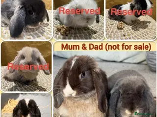Mini Lop rabbits Update: 2 Left. 5 Beautiful Baby Mini Lop Rabbits - Advert 10