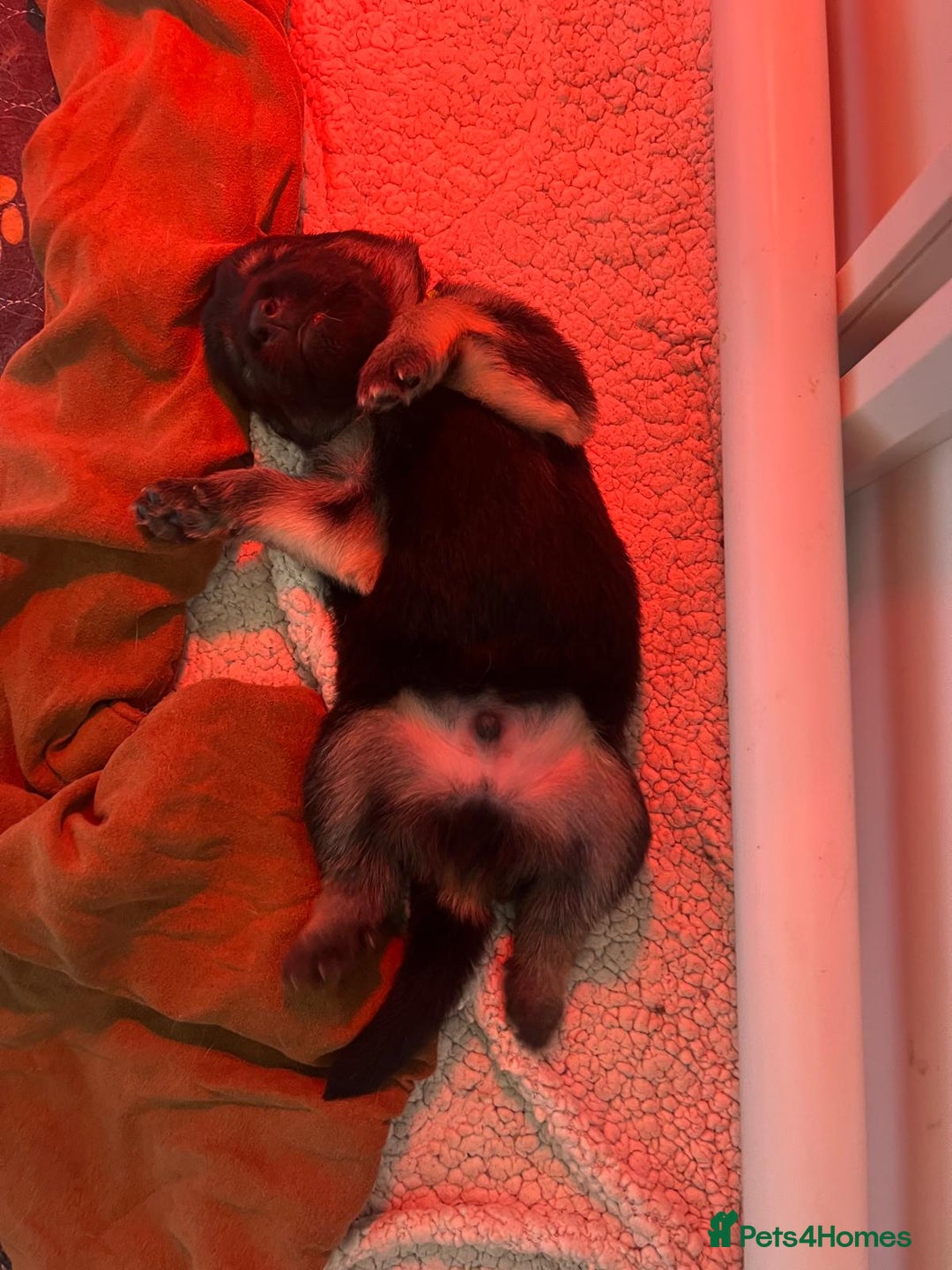 German Shepherd dogs for sale: Amazing fluffy German shepherd puppies  - Image 8