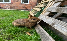Netherland Dwarf rabbits for sale: Netherland dwarf rabbit  - Image 3