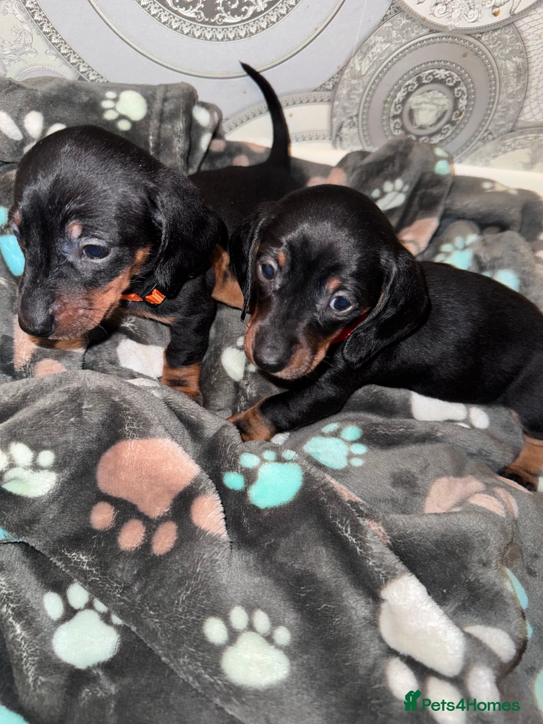 Dachshund dogs for sale: Dachshund Puppies  - Advert 14