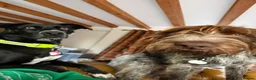 Mixed Breed dogs for sale: ONE GIRL LEFT GWP X WEIMSKY READY TO GO - Advert 4