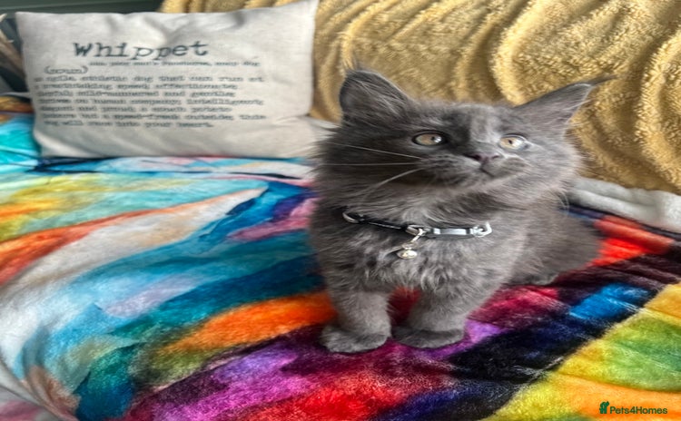 Maine Coon cats - Advert 1