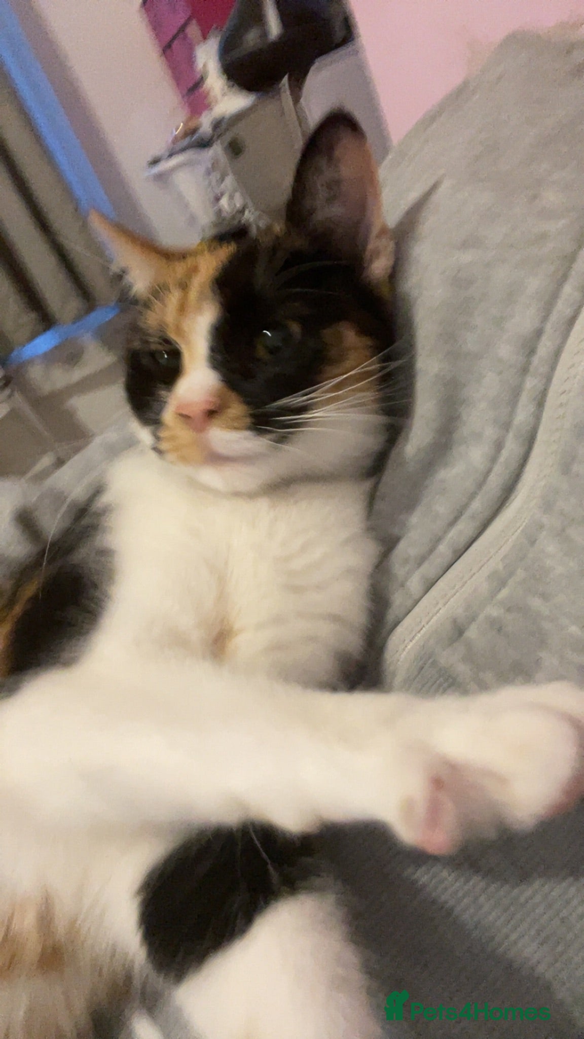 Mixed Breed cats 5 gorgeous kittens! - Advert 6