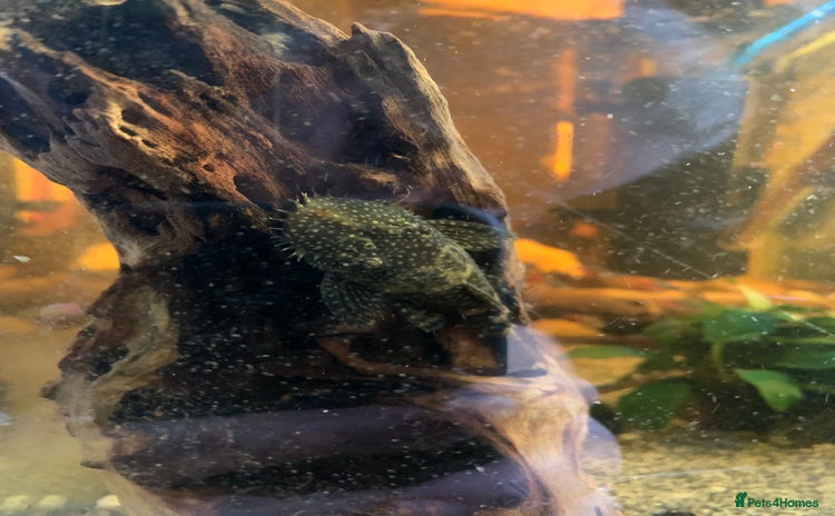 Plecos fish - Advert 1