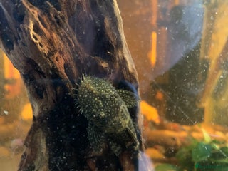 Plecos fish - Advert 1