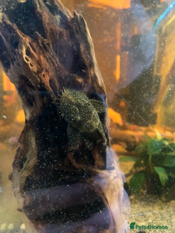 Plecos fish - Advert 1