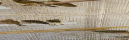 Canaries birds for sale: Mixed green gloster canaries for sale  - Advert 4