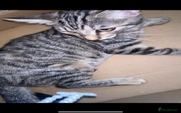 British Shorthair cats for sale: 3 kittens - Image 5