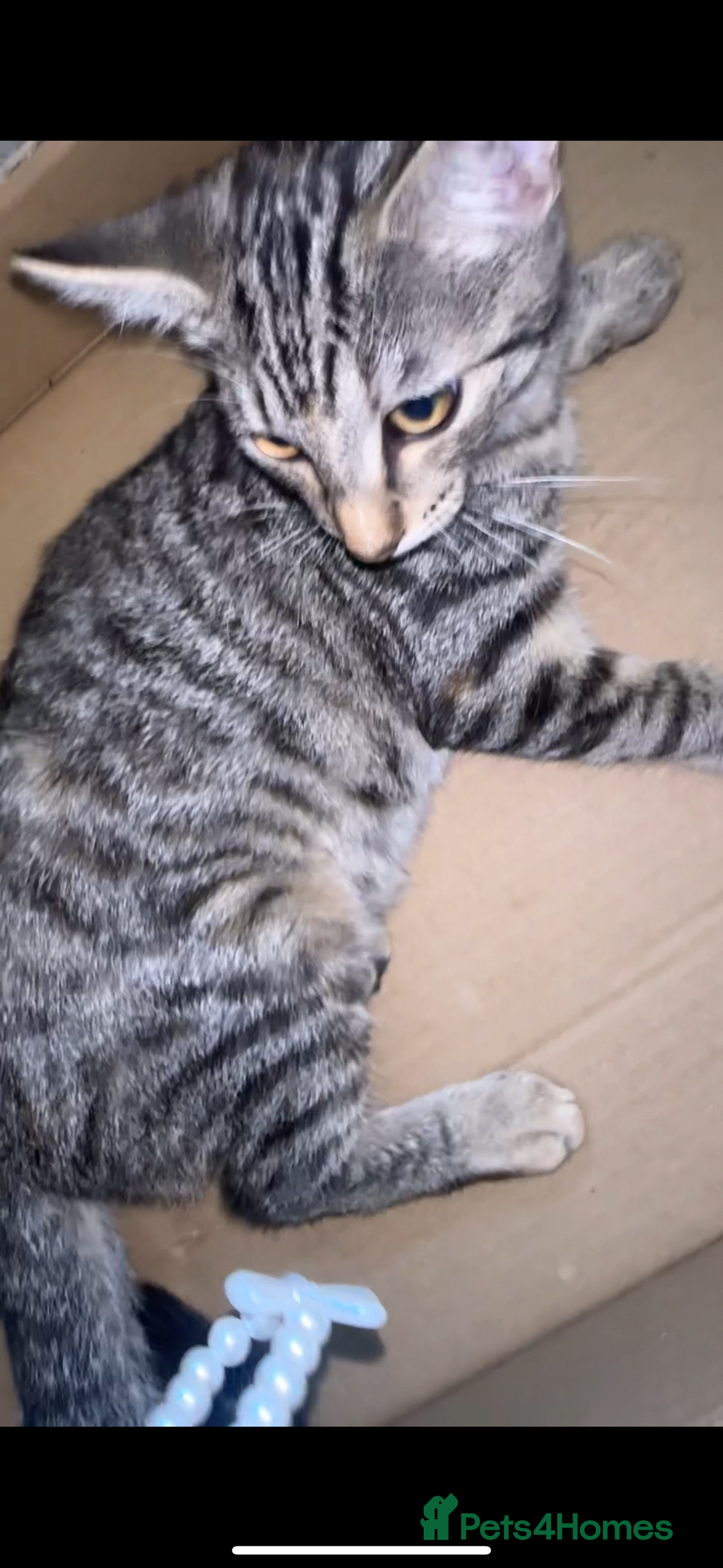 British Shorthair cats for sale: 3 kittens - Image 5