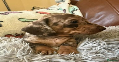 Dachshund dogs - Advert 5