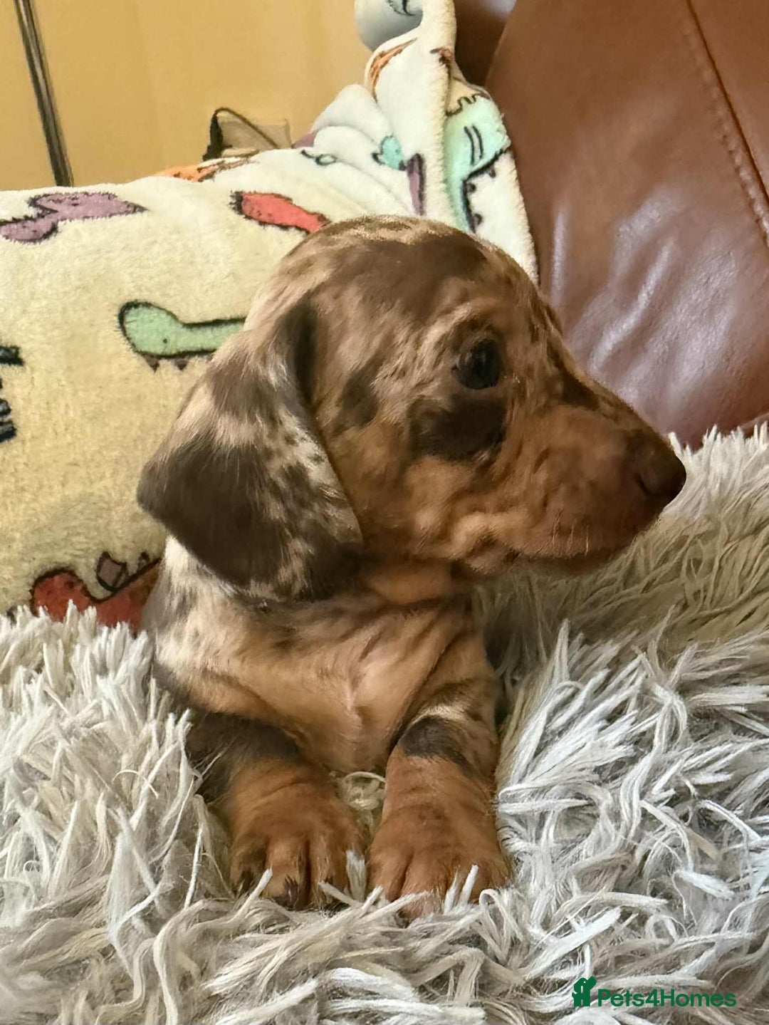 Dachshund dogs for sale: Beautiful Dachshunds - Image 2
