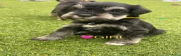 Miniature Schnauzer dogs for sale: KC pedigree miniature schnauzers - Advert 12