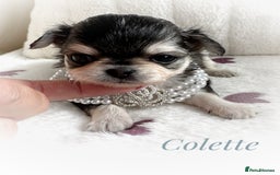 Chihuahua dogs for sale: KC rare husky marking chihuahua puppies Thai lines - Image 35