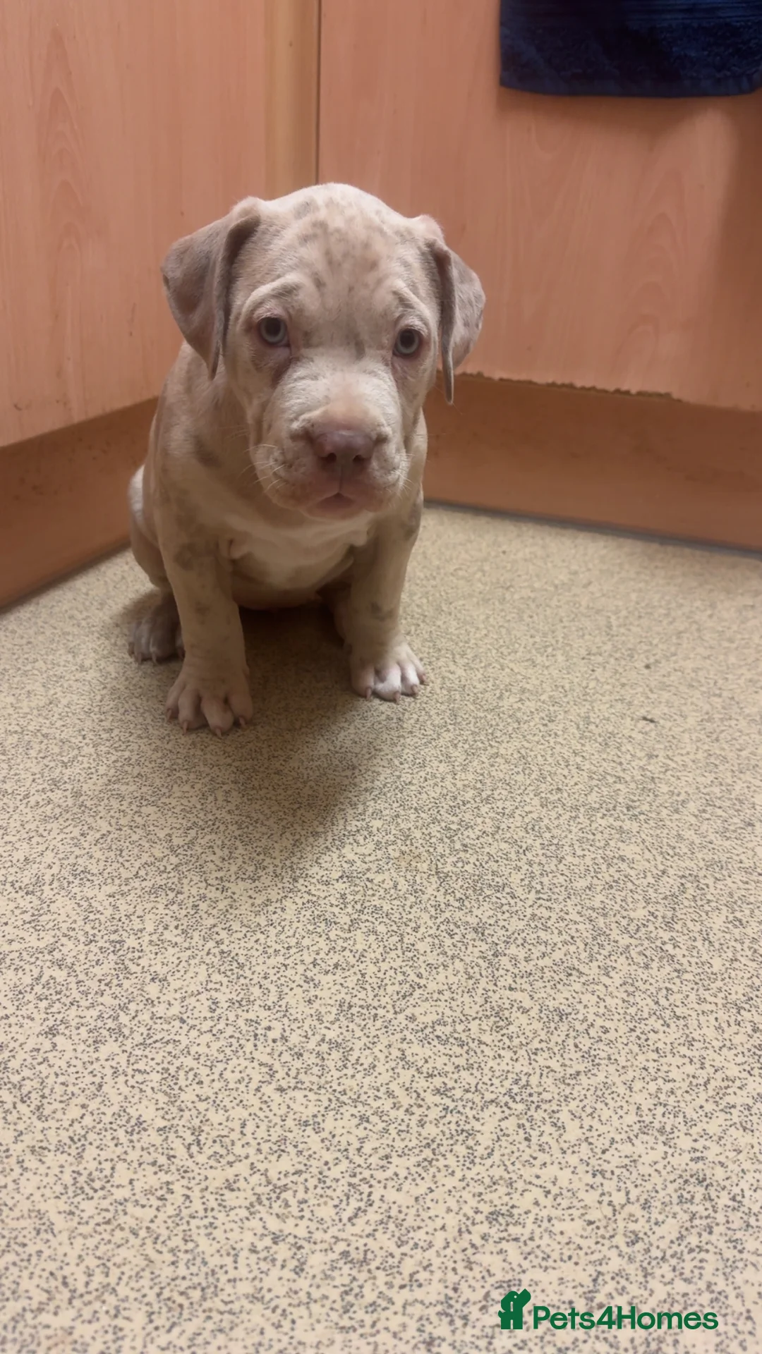 Mixed Breed dogs for sale:  Large Bully-Type Puppies – Ready Soon - Advert 2