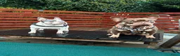French Bulldog dogs for sale: HIGHLY HEALTH TESTED FRENCHIE PUPS - Advert 1