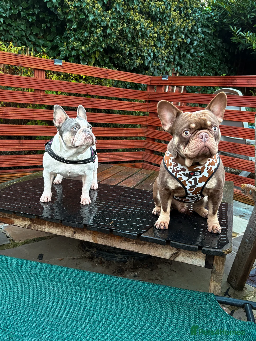French Bulldog dogs for sale: HIGHLY HEALTH TESTED FRENCHIE PUPS - Advert 1