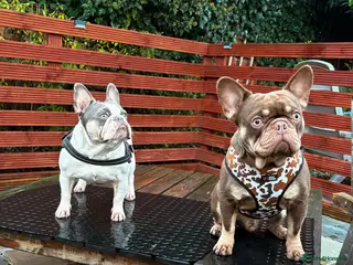 French Bulldog dogs HIGHLY HEALTH TESTED FRENCHIE PUPS - Advert 2
