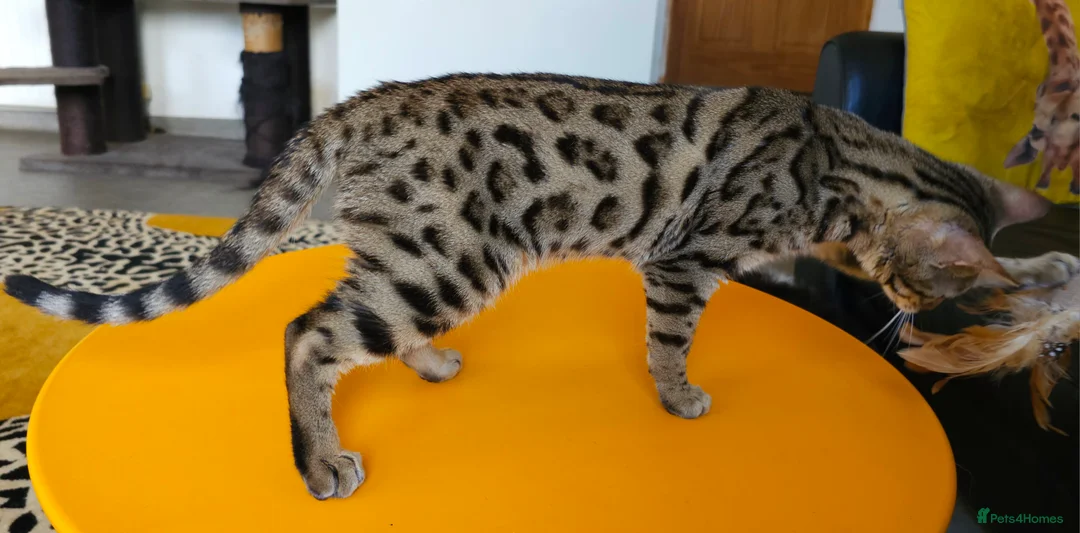 Bengal cats for sale: Gorgeous Brown Rosetted Boy Available  - Advert 10