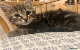 Mixed Breed cats for sale: 3 loveable female kittens - Image 10