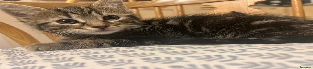 Mixed Breed Kitten 3