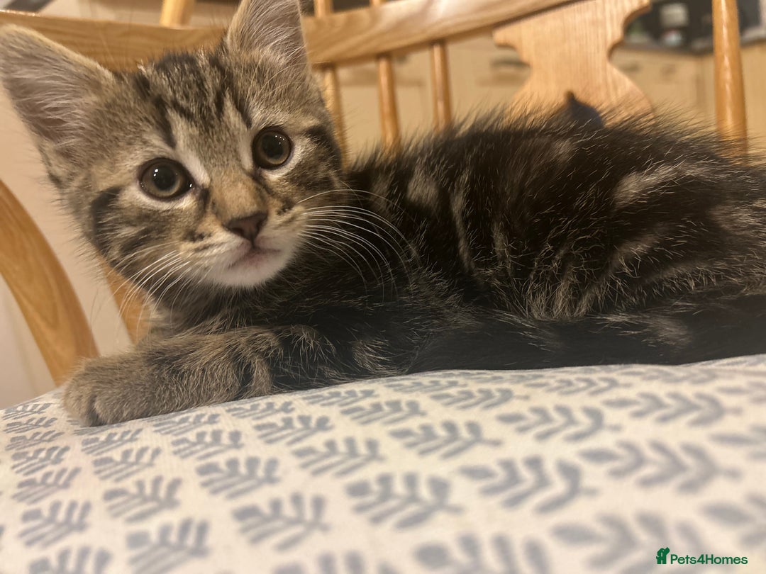 Mixed Breed cats for sale: 3 loveable female kittens - Image 10