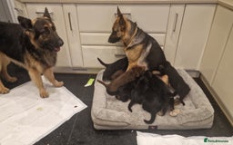 German Shepherd dogs for sale: Beautiful German Shepherd puppies - Image 1