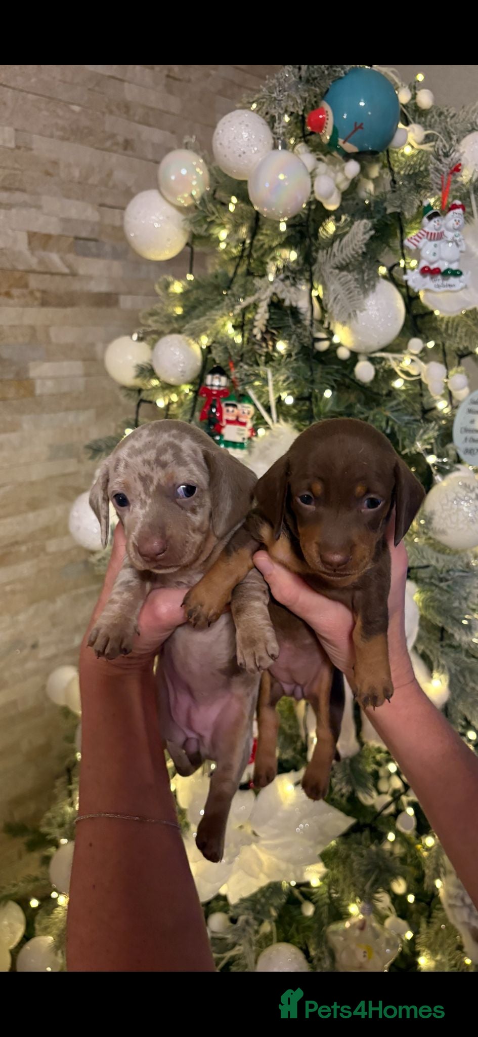 Miniature Dachshund dogs kc reg smooth haired miniature dachshund pups - Advert 4