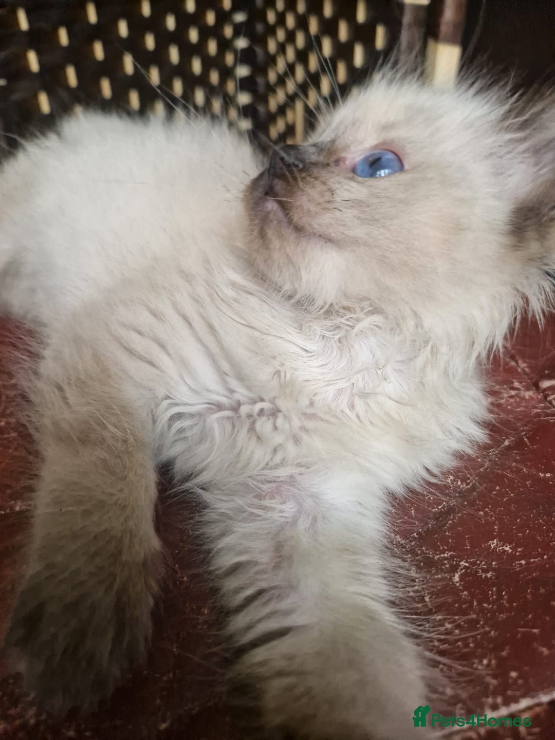 Ragdoll cats for sale: 1 sweet Ragdoll boy looks for a loving family  - Image 15