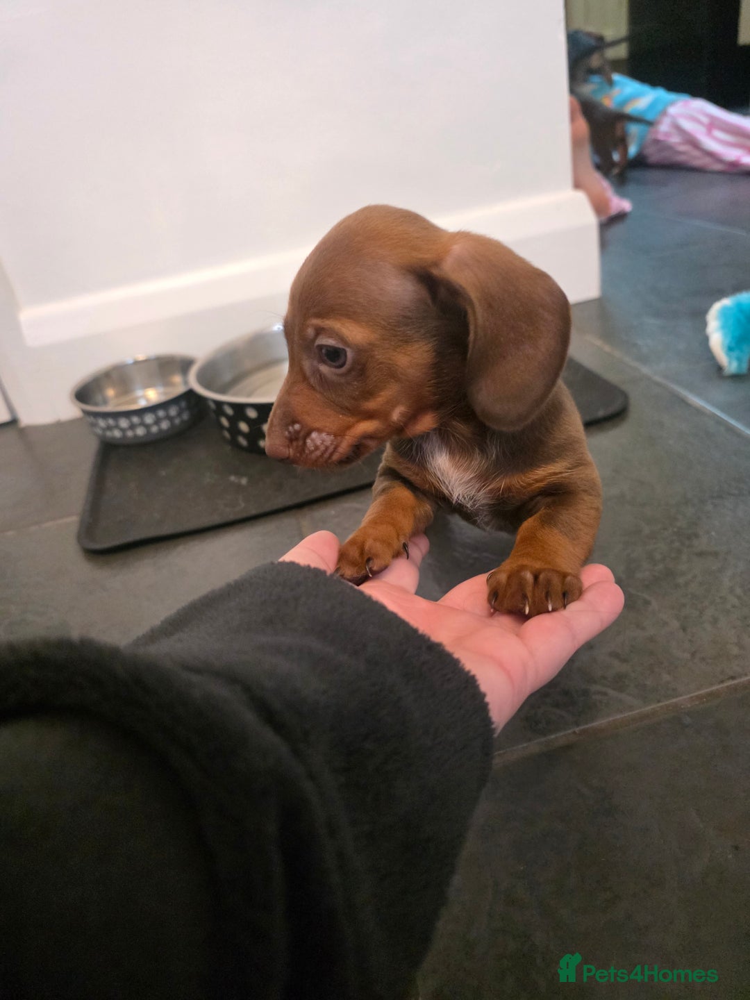 Dachshund dogs for sale: Dachshund  - Advert 13