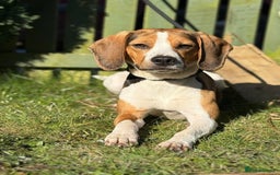 Mixed Breed dogs for sale: Border Terrier x Beagles  - Image 9