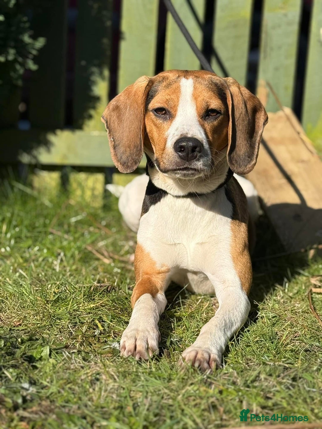 Mixed Breed dogs for sale: Border Terrier x Beagles  - Image 9