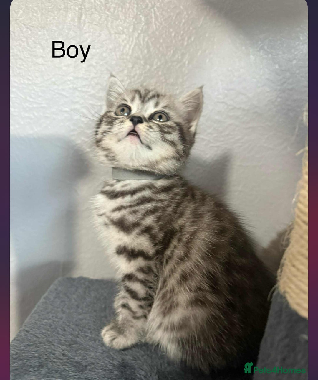 Scottish Fold cats for sale: scottish fold kittens  - Image 26