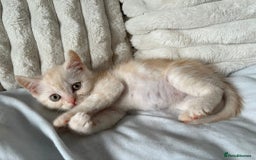 British Shorthair cats for sale: Beautiful British shorthair kittens - Image 24