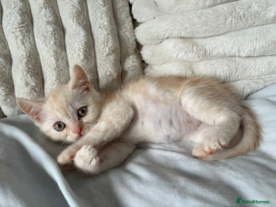 British Shorthair cats for sale: Beautiful British shorthair kittens - Image 24