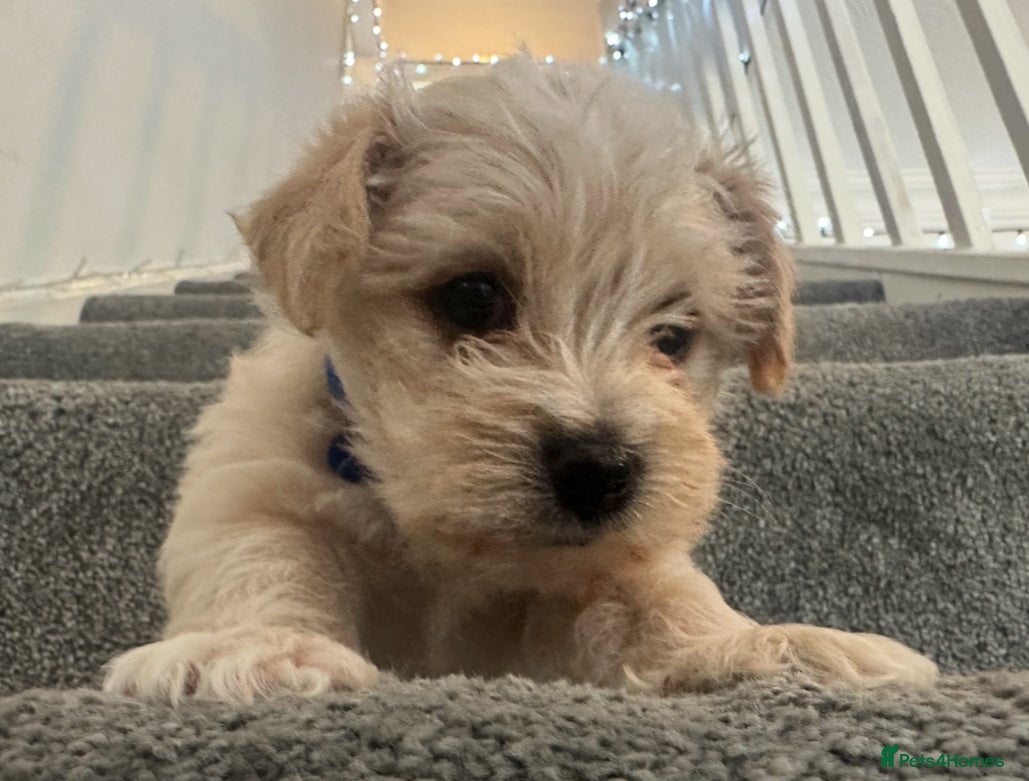 Mixed Breed dogs 🐾 Adorable Puppies Ready for Forever Homes 🐾 - Advert 18