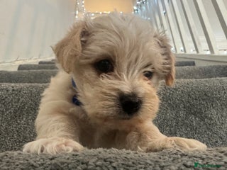 Mixed Breed dogs 🐾 Adorable Puppies Ready for Forever Homes 🐾 - Advert 7