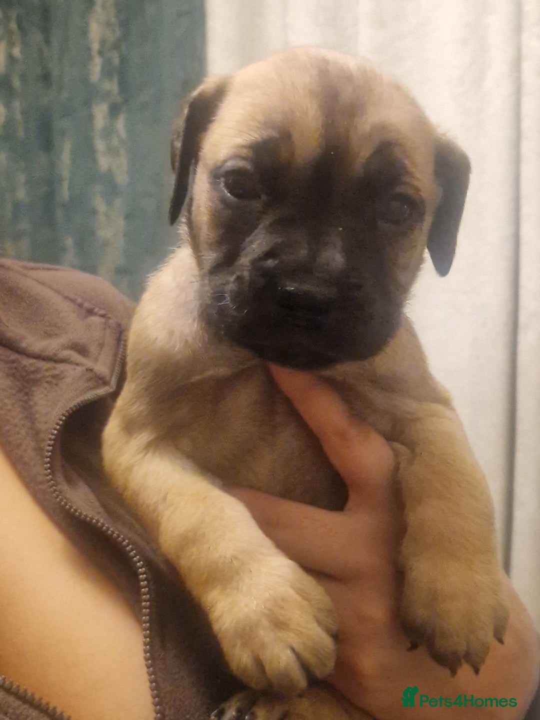 Cane Corso dogs for sale: Fawn cane corsos  - Advert 5