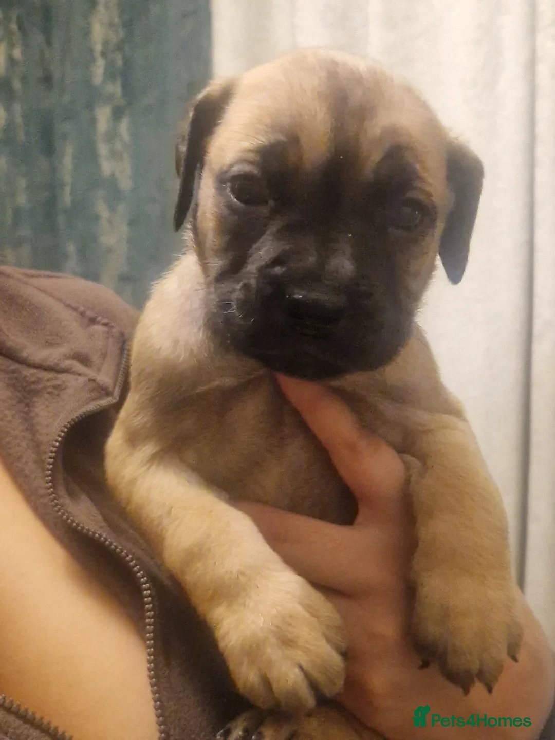 Cane Corso dogs for sale: Fawn cane corsos males £650 females £700 - Advert 2