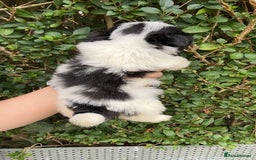 Shih Tzu dogs for sale: Shih tzu pups for sale  - Image 10