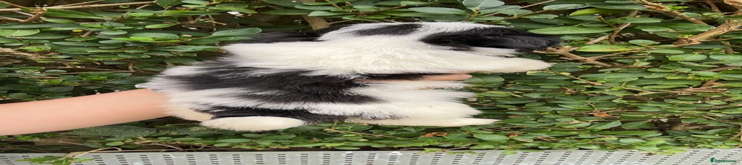 Shih Tzu Puppy 5