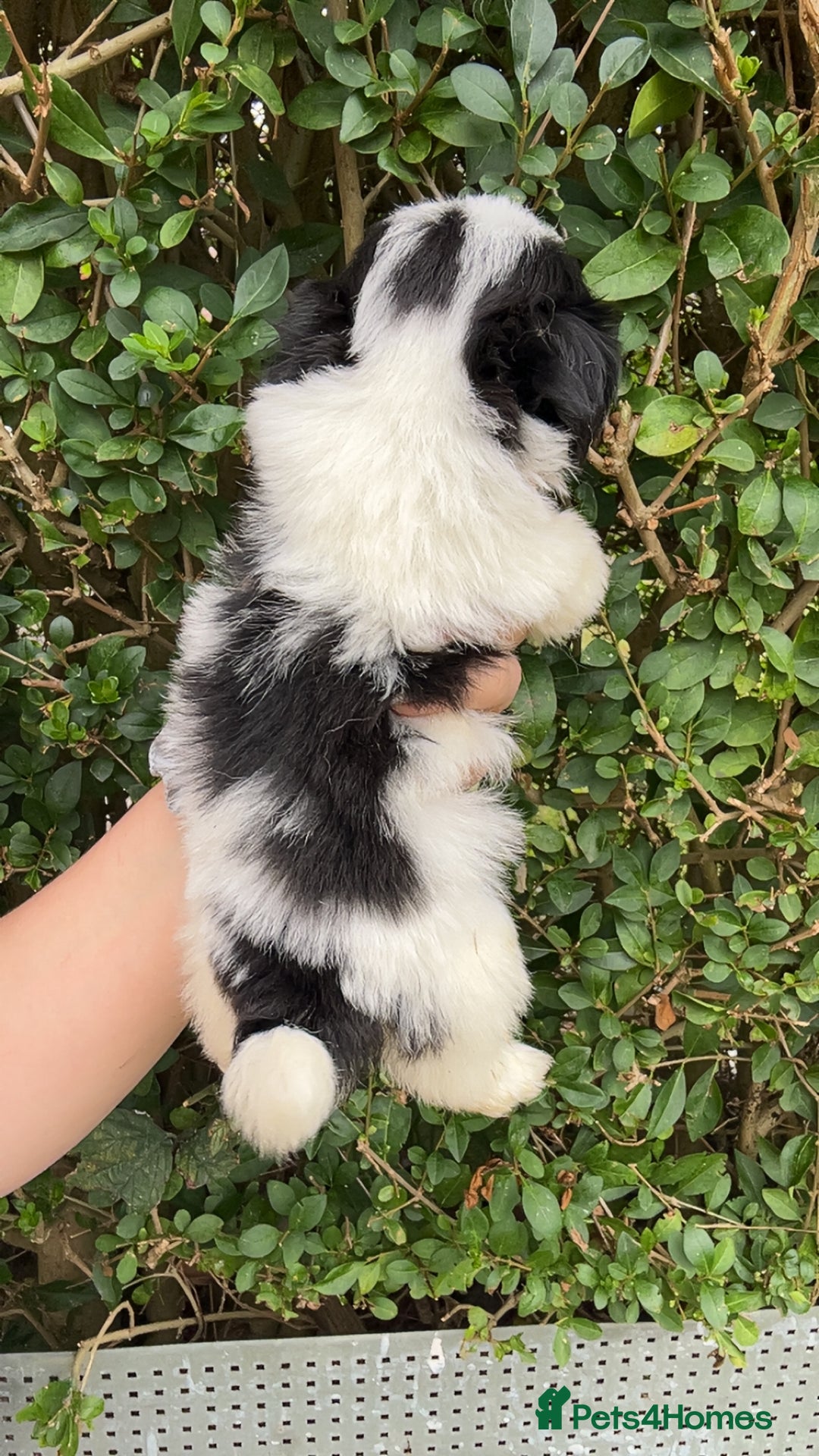 Shih Tzu dogs for sale: Shih tzu pups for sale  - Image 10