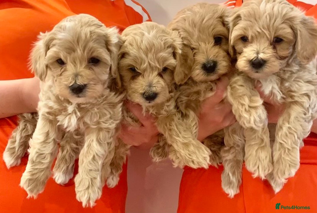 Toy Poodle dogs for stud: EXTENSIVELY HEALTH TESTED TOY POODLE STUD TYSON🌹 in Sheerness - Advert 10