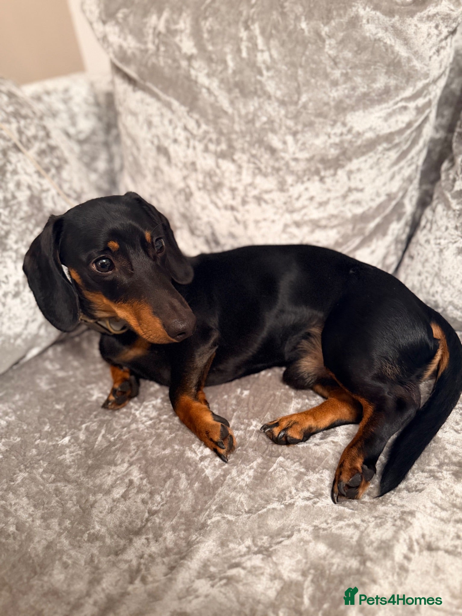 Dachshund dogs Dachshund 1 year 10 months Male  - Advert 18